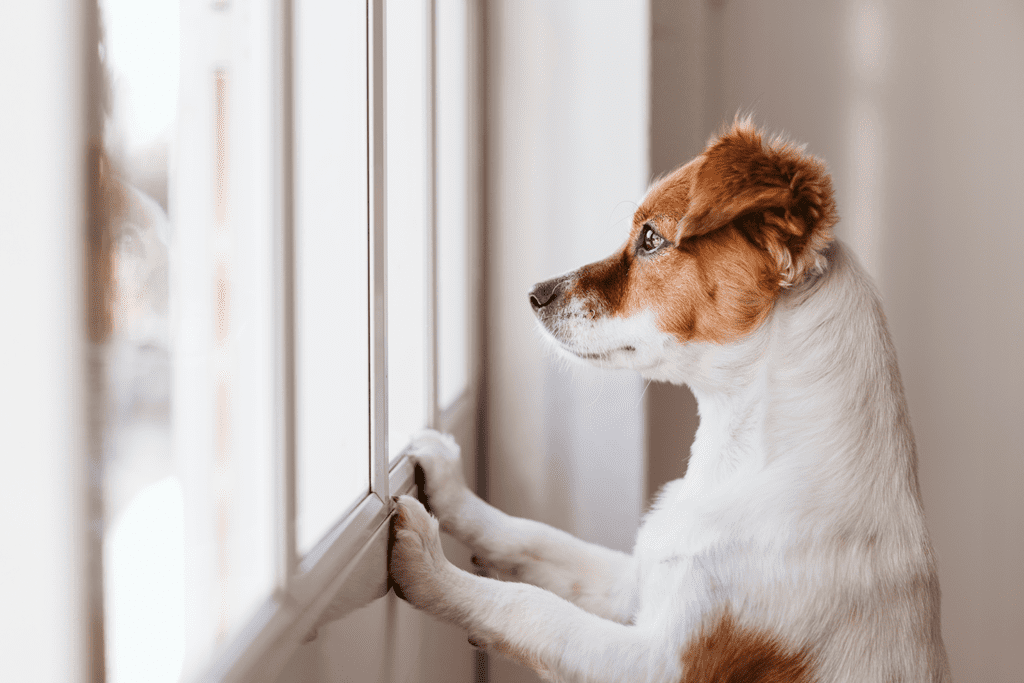 A dog standing on its hind legs looking out of the window.