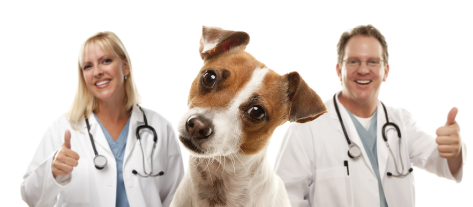 A dog with two doctors standing behind it.