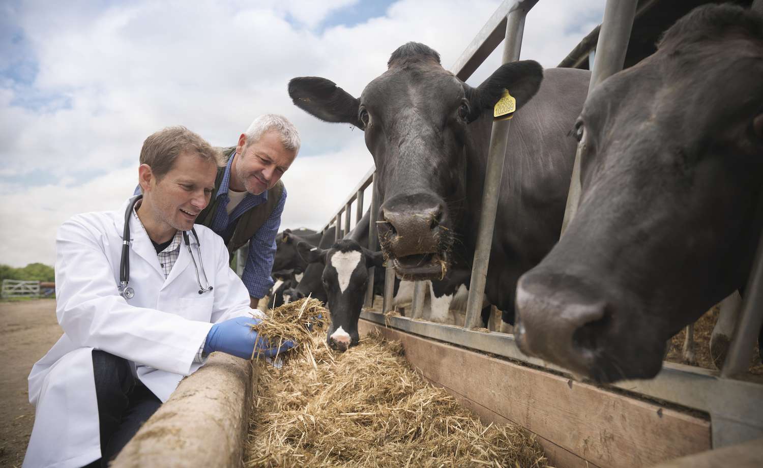 Two men are sitting next to a cow.