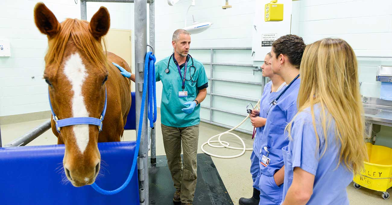 Some peoples watching horse inside a room