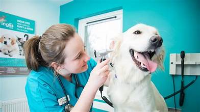 Vet examining a dog's ear.