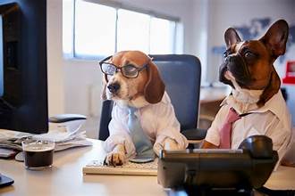 Two dogs in business attire sit at a desk looking serious.