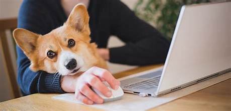 A person using a laptop with a corgi dog resting on their arm.