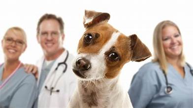 Dog with three veterinarians in a clinic.