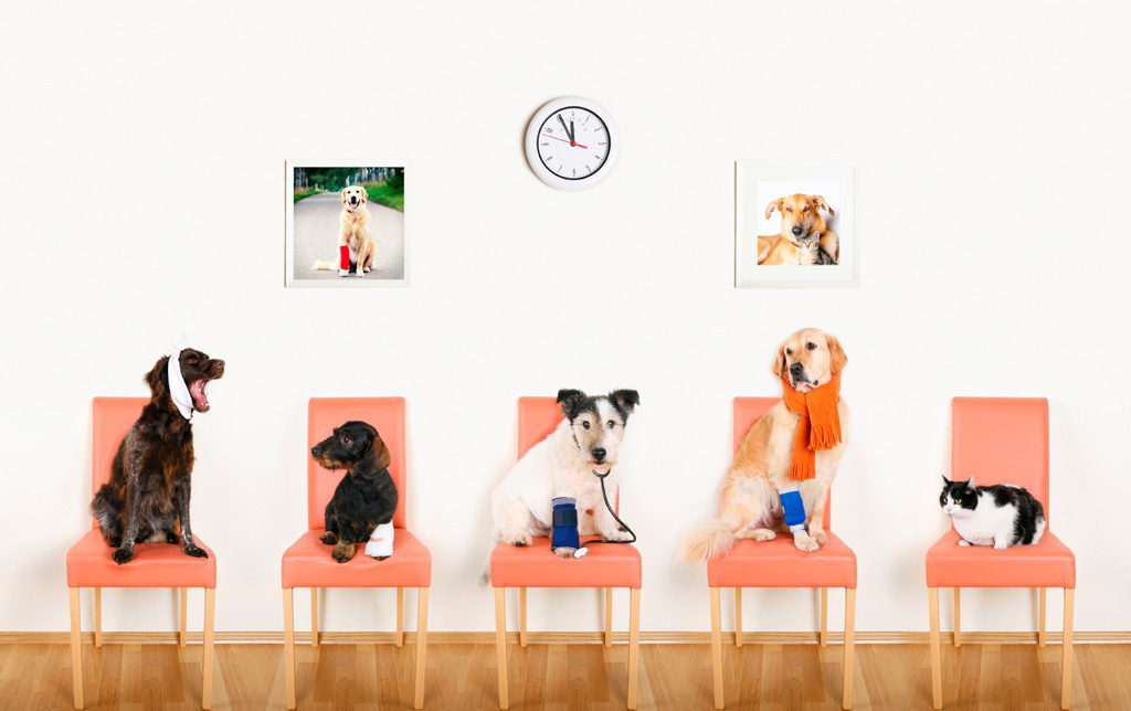 Dogs and a cat wait at the vet's.