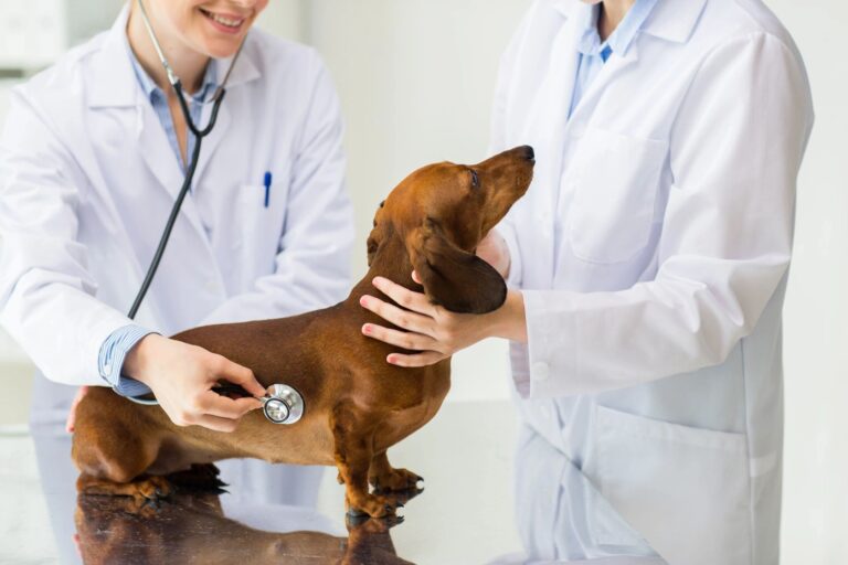 Dog being examined by vet with stethoscope.