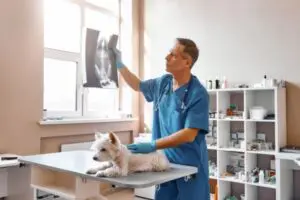 Vet examines dog with x-ray.