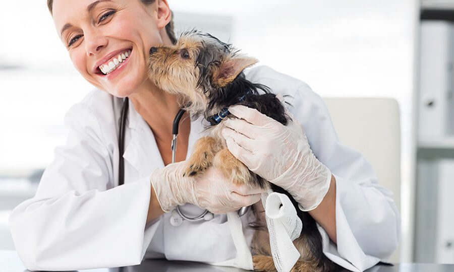 vet-holding-terrier